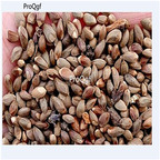 19usd Ngryise 3000Pcs A Set Thuja sutchuenensis seed