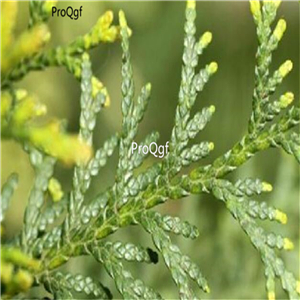 19usd Ngryise 3000Pcs A Set Thuja sutchuenensis seed