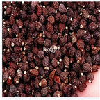 19usd Ngryise 500Pcs A Set Eupatorium fortunei seed