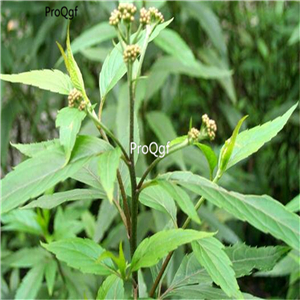 19usd Ngryise 500Pcs A Set Eupatorium fortunei seed