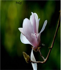 19usd Ngryise 500Pcs A Set Magnolia liliflora seed