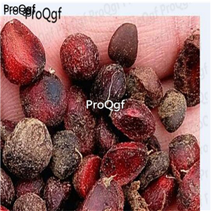 19usd Ngryise 500Pcs A Set Magnolia liliflora seed