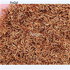 Ngryise 3000Pcs A Set Jasminum nudiflorum seed