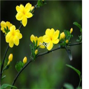 Ngryise 3000Pcs A Set Jasminum nudiflorum seed