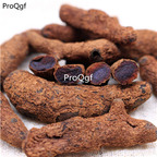 19usd Ngryise 100Gram A Set  Polygonum amplexicaule