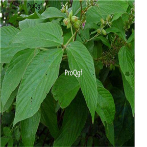 19usd Ngryise 500Pcs A Set Dictamnus dasycarpus seed