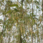 19usd Ngryise 500Pcs A Set Shiraia bambusicola seed