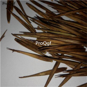 19usd Ngryise 500Pcs A Set Shiraia bambusicola seed