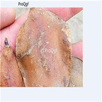 39usd Ngryise 100Pcs A Set Jacaranda mimosifolia seed