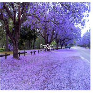 39usd Ngryise 100Pcs A Set Jacaranda mimosifolia seed