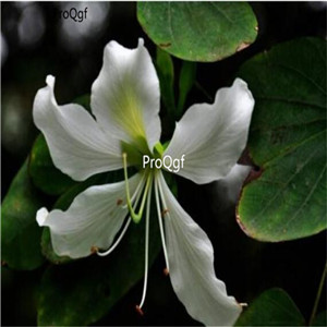 19.9usd Prodgf 500Pcs A Set Bauhinia acuminata seed
