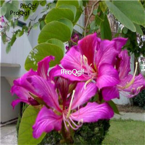 19.9usd Ngryise 500Pcs A Set  Bauhinia purpurea seed