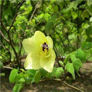 19.9usd Ngryise 500Pcs A Set Bauhinia tomentosa seed