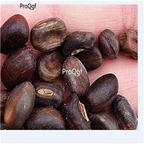19.9usd Ngryise 300Pcs A Set Erythrina crista seed