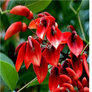 19.9usd Ngryise 300Pcs A Set Erythrina crista seed