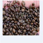 19.9usd Ngryise 300Pcs A Set Cassia surattensis seed