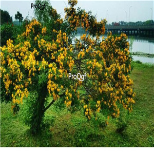 19.9usd Ngryise 300Pcs A Set Cassia surattensis seed