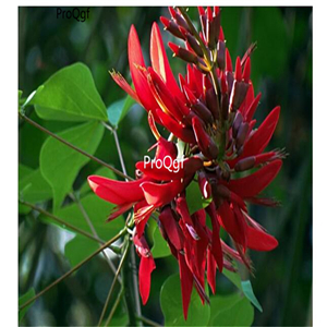 19.9usd Ngryise 500Pcs A Set Erythrina corallodendron seed