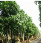 19.99usd Ngryise 1000Pcs A Set Bischofia javanica seed