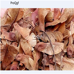 19.99usd Ngryise 1000Pcs A Set Bischofia javanica seed