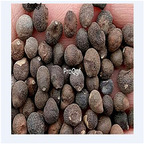 19.9usd 500pcs a set Ceiba speciosa seed