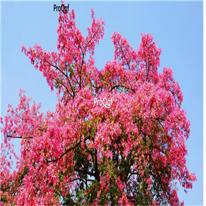 19.9usd 500pcs a set Ceiba speciosa seed