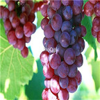 19.99usd Ngryise 3000Pcs A Set Midknight Beauty grape seed