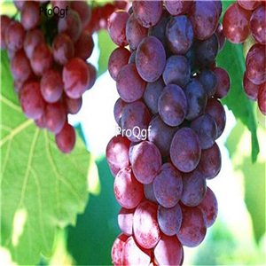 19.99usd Ngryise 3000Pcs A Set Midknight Beauty grape seed