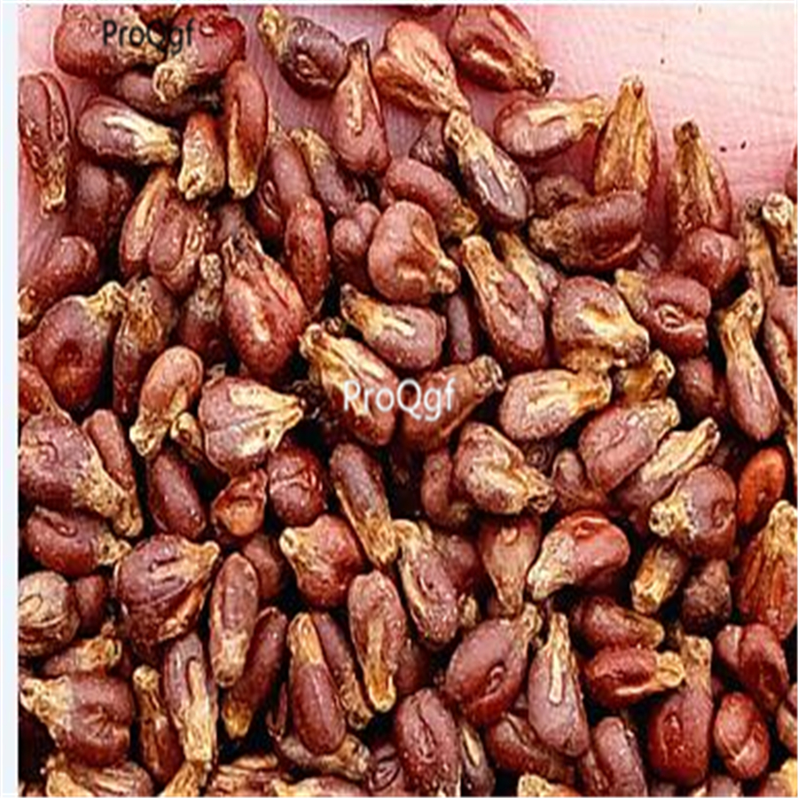 19usd Ngryise 3000Pcs A Set jufeng grape seed