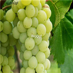 19usd Ngryise 3000Pcs A Set zuijinxiang grape seed