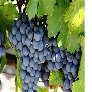 19usd Ngryise 3000Pcs A Set Cabernet Sauvignon grape seed
