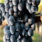 19usd Ngryise 3000Pcs A Set Merlot grape seed