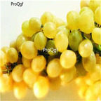 19usd Ngryise 3000Pcs A Set huangxiangmi grape seed