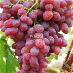 19usd Ngryise 3000Pcs A Set kulunsheng grape seed