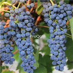 19usd Ngryise 3000Pcs A Set syrah grape seed