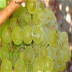 19.99usd Ngryise 3000Pcs A Set Sauvignon Blanc grape seed