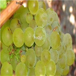 19.99usd Ngryise 3000Pcs A Set Sauvignon Blanc grape seed