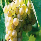 19usd Ngryise 3000Pcs A Set Riesling grape seed