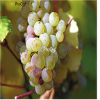 19usd Ngryise 3000Pcs A Set xiaduoli grape seed
