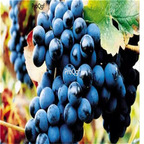 19usd  Ngryise 3000Pcs A Set heipinuo grape seed
