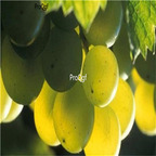 19usd Ngryise 3000Pcs A Set Chenin blanc grape seed