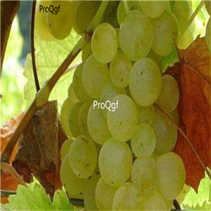 19usd Ngryise 3000Pcs A Set saimeirong grape seed
