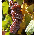 19usd ngryise 3000pcs Pinot Gris seed