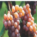 19usd Ngryise 3000Pcs A Set Traminer grape seed
