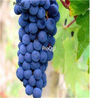 19usd Ngryise 3000Pcs A Set Carmenere grape seed