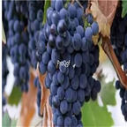 19usd Ngryise 3000Pcs A Set Zinfandel grape seed