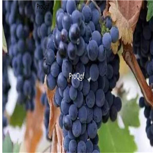 19usd Ngryise 3000Pcs A Set Zinfandel grape seed