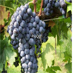 19usd Ngryise 3000Pcs A Set Cabernet Gernischet grape seed
