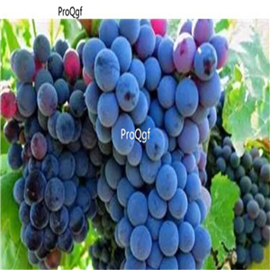 19usd ngryise 3000pcs Grenache seed