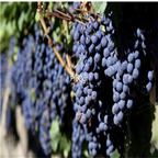 19usd Ngryise 3000Pcs A Set Malbec grape seed